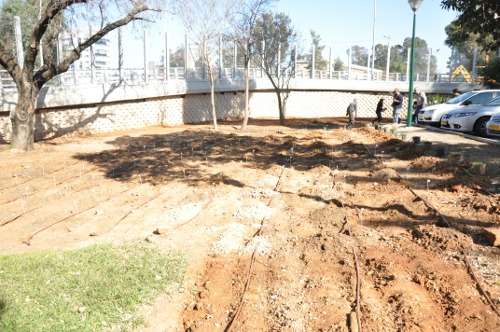 garden-before.jpg