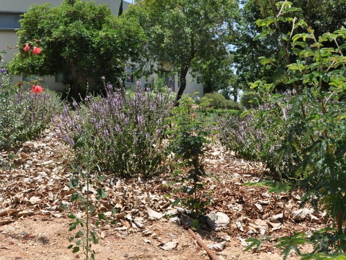 garden-june-02.jpg