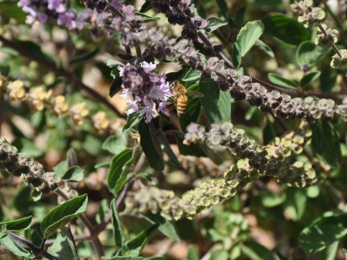 garden-june-03.jpg
