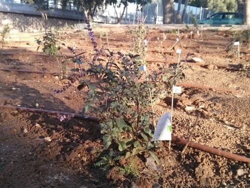 garden-march-01.jpg