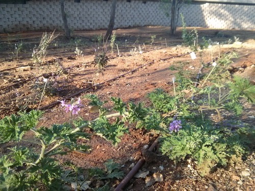 garden-march-02.jpg