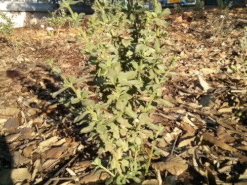 garden-march-03.jpg