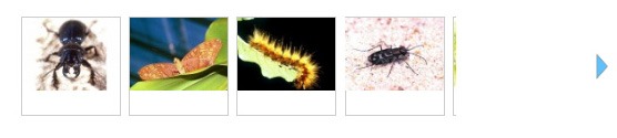 insects