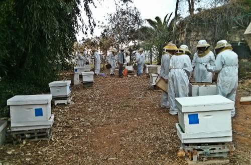 sharoni-shafir-apiary.jpg