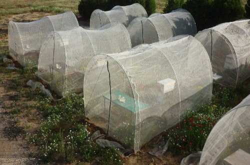 sharoni-shafir-tents.jpg