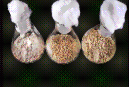 Aschersonia Culters