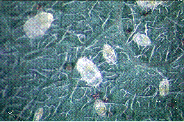 Immature Whiteflies