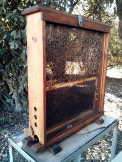 sharoni-shafir-observation-hive.jpg