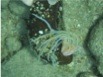 pic2