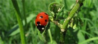 ladybug_aphids