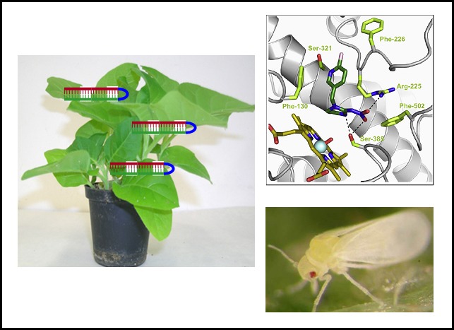developing-insect-proof-plants.jpg