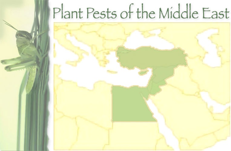 Plant Pests of the Middle East