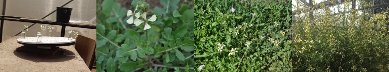 sharoni-shafir-tal-research.jpg