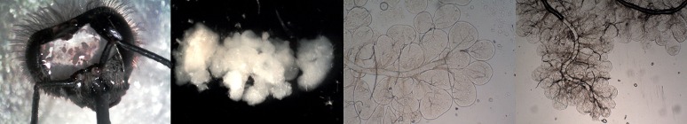 sharoni-shafir-tania-brain.jpg