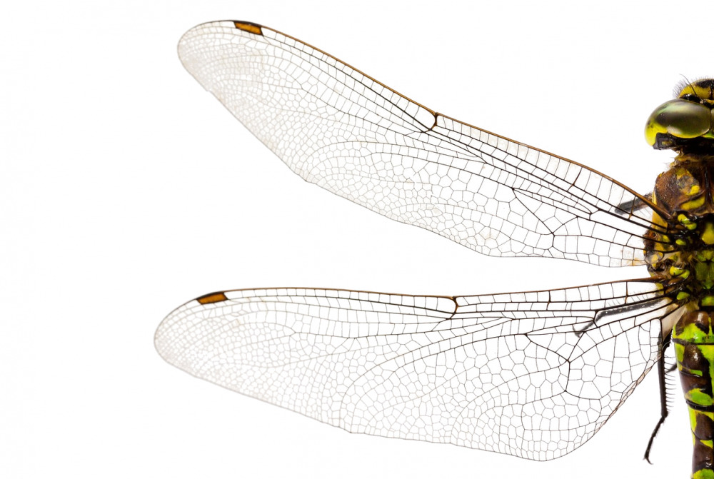 dragonfly-wings.jpg