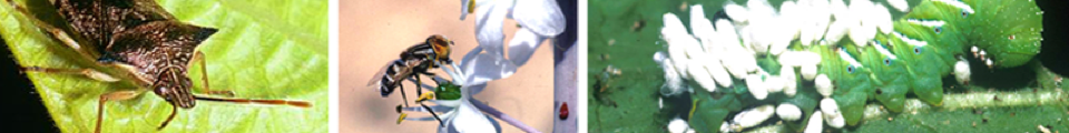 insects