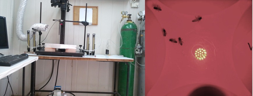 sharoni-shafir-olfactometer.jpg