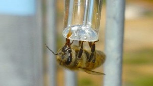 Bee Drinking