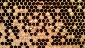 Beehive Zoom In