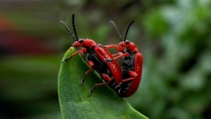 Beetles mating