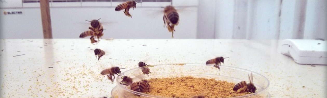 Bees collecting pollen during an experiment