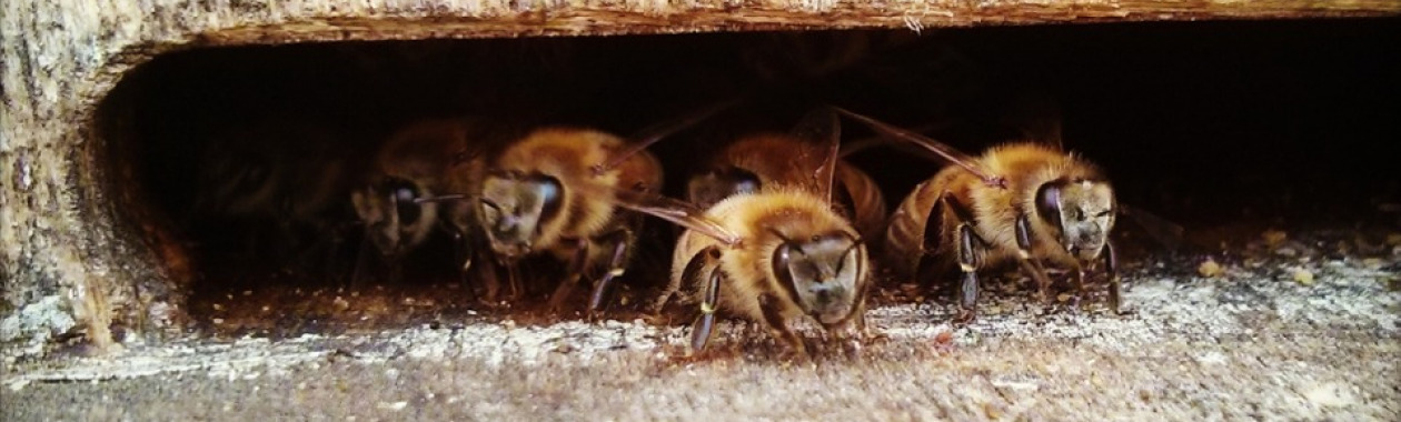 Bees in the hive enterance