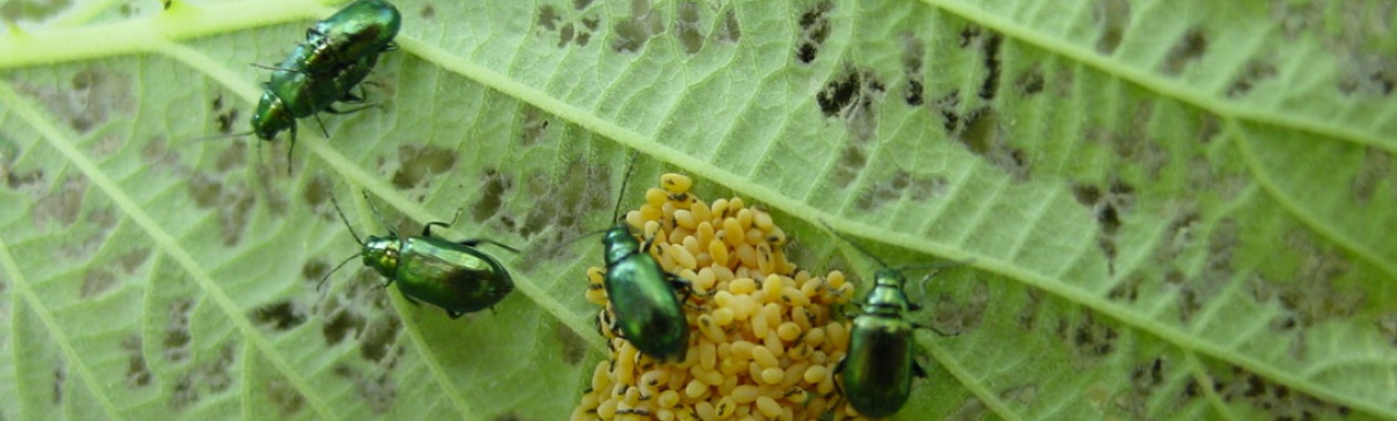Bugs Eggs