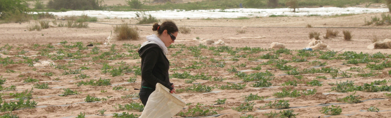 Hilla netting bees in a desert agro-ecosystem