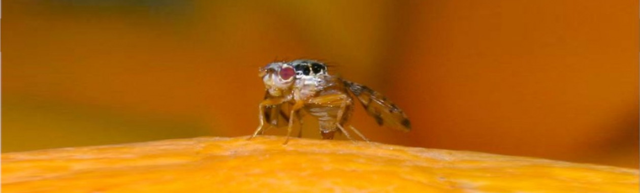 Medfly Female