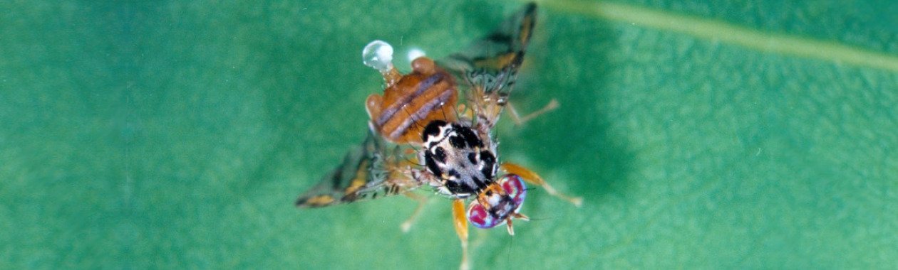 Medfly on a Leaf