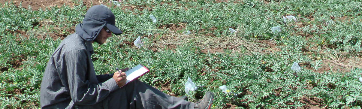Ziv observing watermelon pollinators