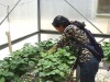 2005sulo-in-greenhouse