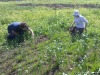 2012_maor_shaked_in_field