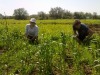 2012_maor_shaked_in_field1