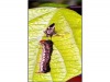 bug_prey