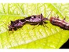 bugs_mating_prey