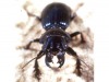 carabid