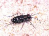 carabidbeetle