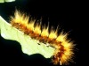 caterpillar
