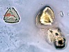 charnug_hashitim_pollen.jpg