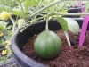 cimg_20130918_131156.jpg