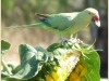 cparakeet-sun.jpg