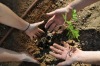 garden-planting-02.jpg