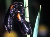 meloidae