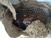 paper_wasp_nest