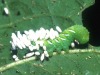 parasitised-menduca