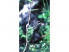 prayingmantis