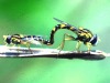 syrphids