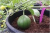 watermelon.jpg